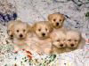 White Mixed Breed Puppies